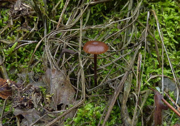 holohlavec tmavý Psilocybe montana (Pers.) P. Kumm.