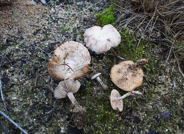 machovec Rhodocybe cf. parilis (Fr.) Singer