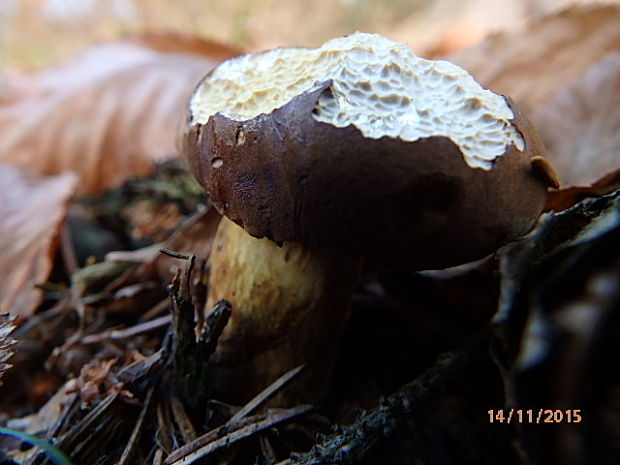 suchohríb zamatový Xerocomellus pruinatus (Fr.) Šutara