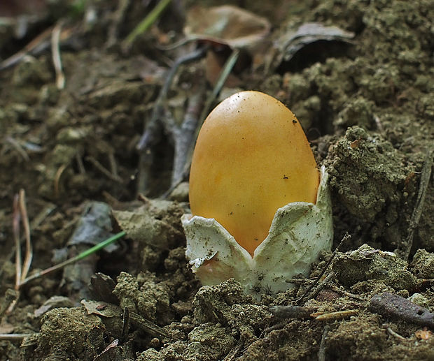 muchotrávka oranžová Amanita crocea (Quél.) Singer