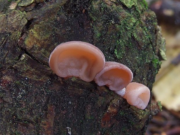 uchovec bazový Auricularia auricula-judae (Bull.) Quél.