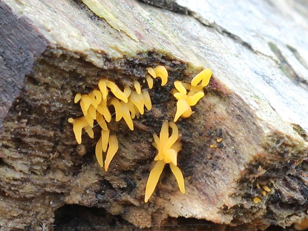 parôžkovec malý Calocera cornea (Fr.) Loud.