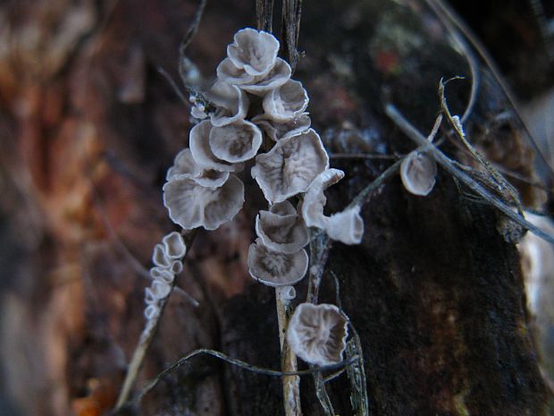 ? Cyphella sp. (Pers.) Donk, 1931)