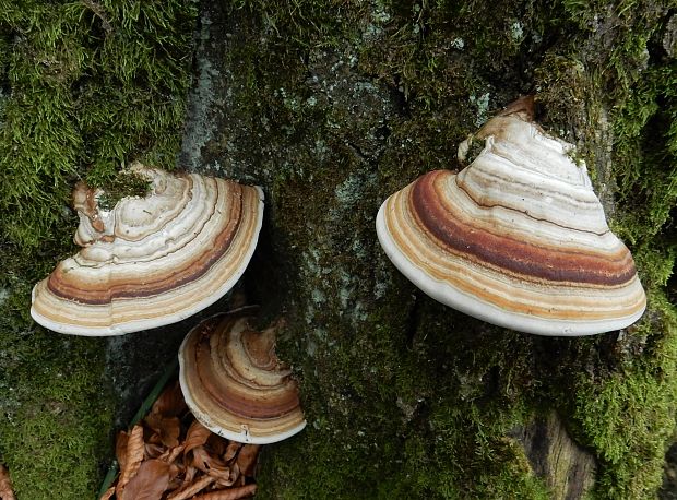 práchnovec kopytovitý Fomes fomentarius (L.) J.J. Kickx