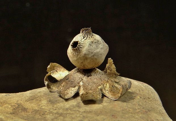 hviezdovka Pouzarova Geastrum pouzarii V.J. Staněk