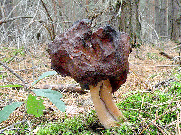 ušiak mitrovitý Gyromitra infula (Schaeff.) Quél.