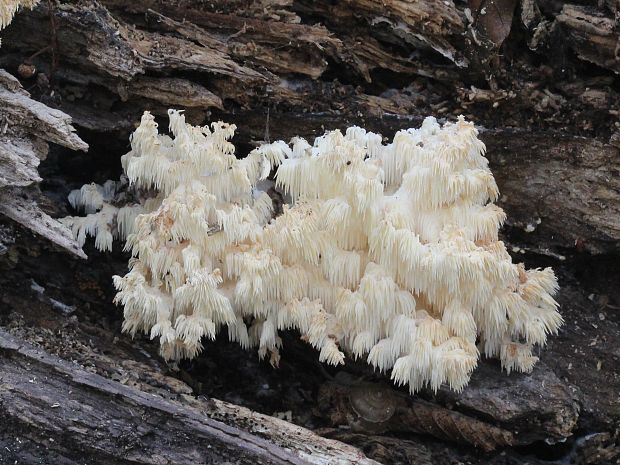 koralovec bukový Hericium coralloides (Scop.) Pers.