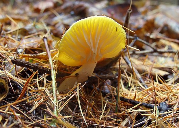 šťavnačka smrekovcová Hygrophorus lucorum Kalchbr.