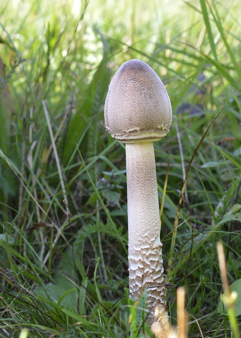 bedľa vysoká Macrolepiota procera (Scop.) Singer