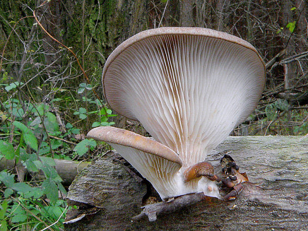 hliva ustricovitá Pleurotus ostreatus (Jacq.) P. Kumm.