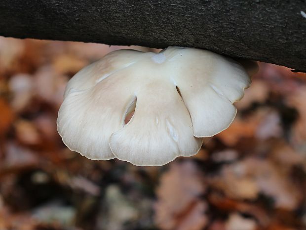 hliva buková Pleurotus pulmonarius (Fr.) Quél.