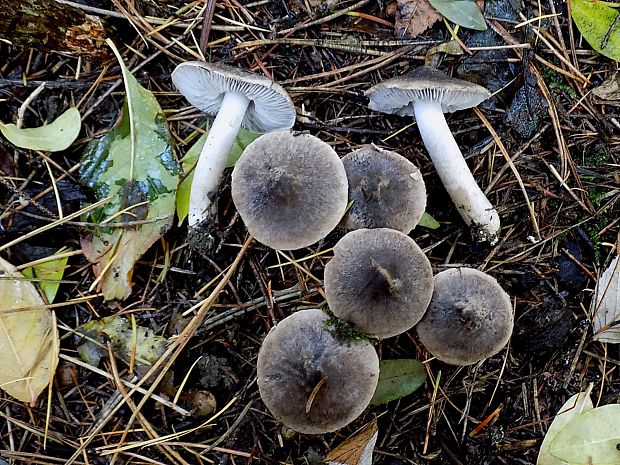 čírovka Tricholoma sp.