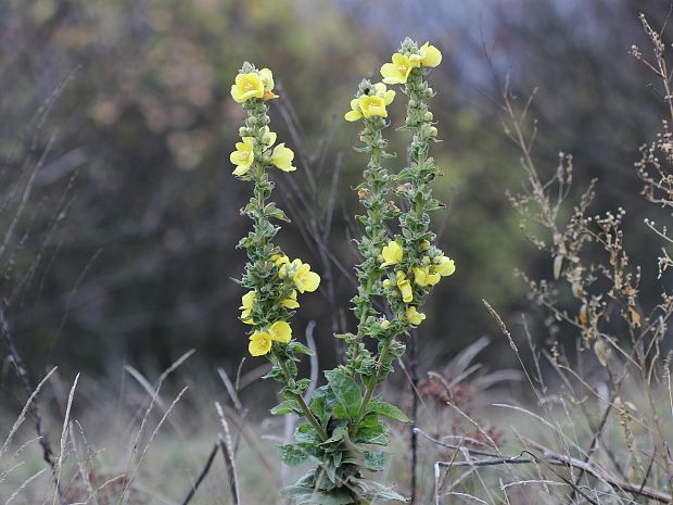 divozel sápovitý Verbascum phlomoides L.