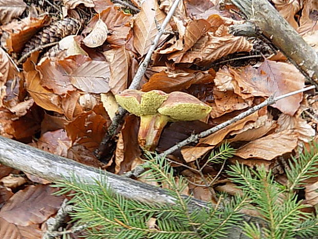 suchohríb plstnatý Xerocomus subtomentosus L.