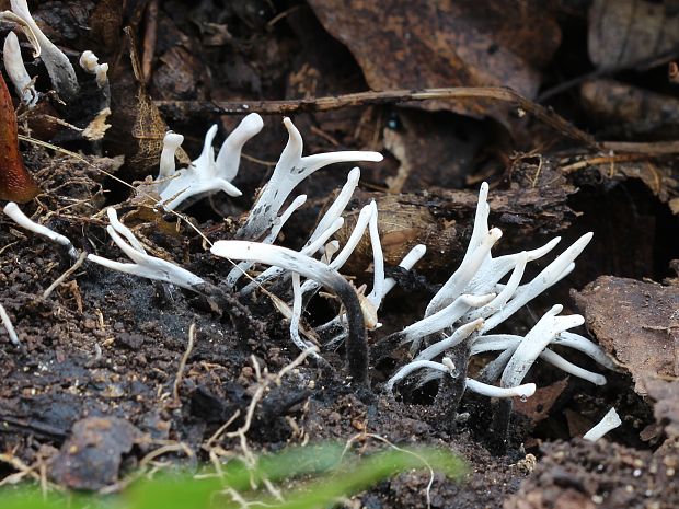 drevnatec parohatý Xylaria hypoxylon (L.) Grev.