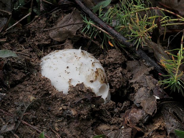 muchotrávka cisárska Amanita caesarea (Scop.) Pers.