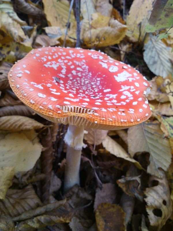 muchotrávka červená Amanita muscaria (L.) Lam.