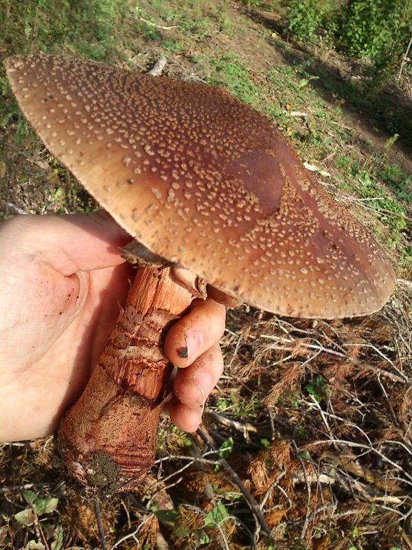 muchotrávka Amanita sp.