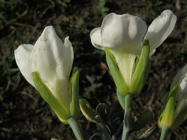 kapusta obyčajná červená Brassica oleracea convar. capitata var. rubra  DC. Ranost