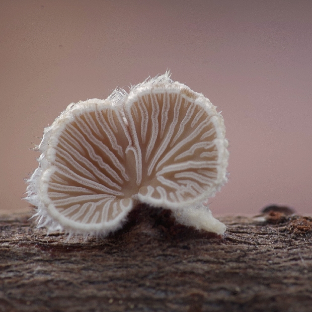 pahliva Crepidotus sp.