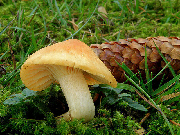 lúčnica statná Cuphophyllus pratensis (Fr.) Bon