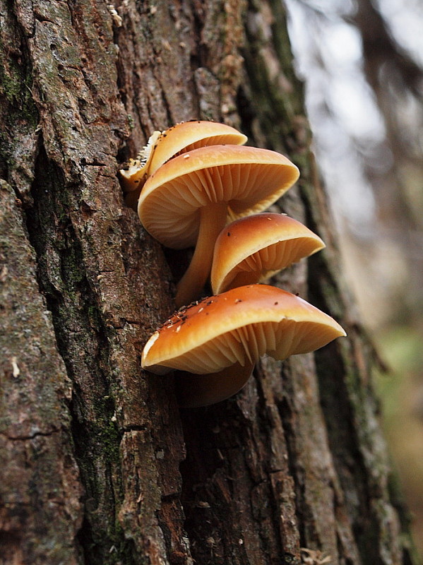 plamienka Flammulina sp.