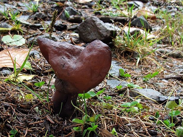 ušiak mitrovitý Gyromitra infula (Schaeff.) Quél.