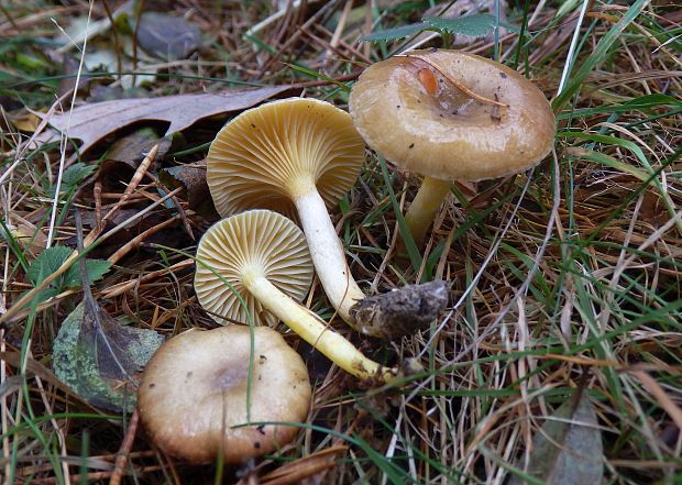 šťavnačka mrazová Hygrophorus hypothejus (Fr.) Fr.