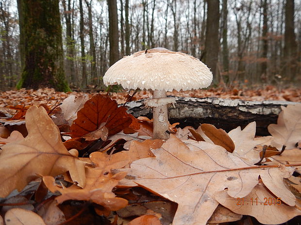 bedľa Macrolepiota excoriata (Schaeff.) Wasser