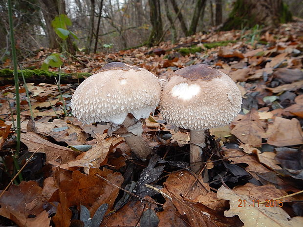 bedľa Macrolepiota mastoidea (Fr.) Singer