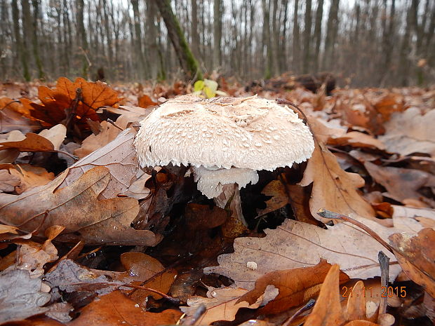 bedľa Macrolepiota sp.