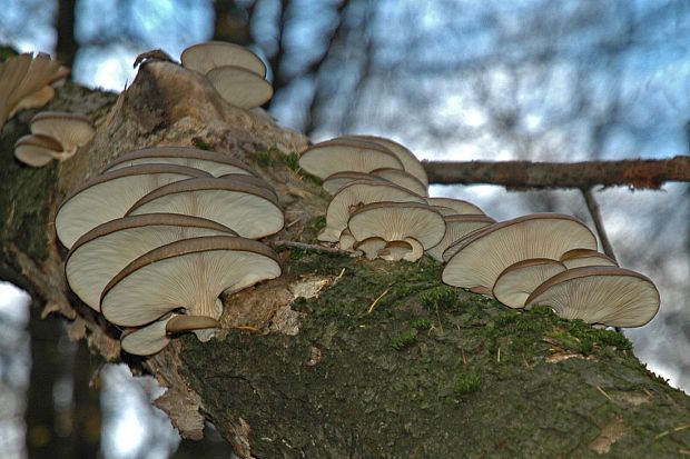 hliva ustricovitá Pleurotus ostreatus (Jacq.) P. Kumm.