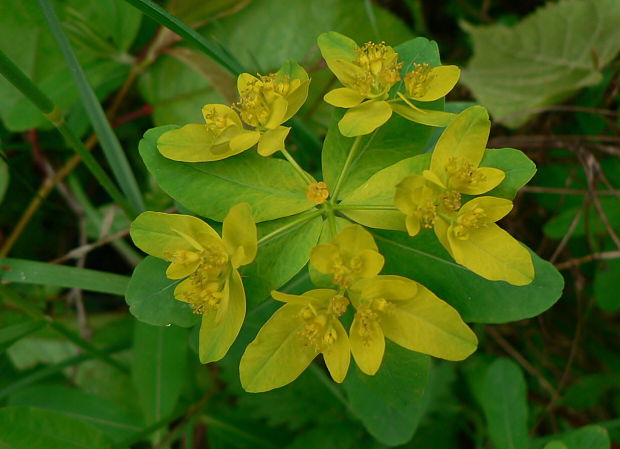 mliečnik mnohofarebný Tithymalus epithymoides (L.) Klotzsch et Garcke