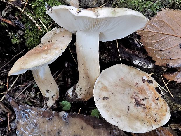 čírovka topoľová Tricholoma populinum J.E. Lange