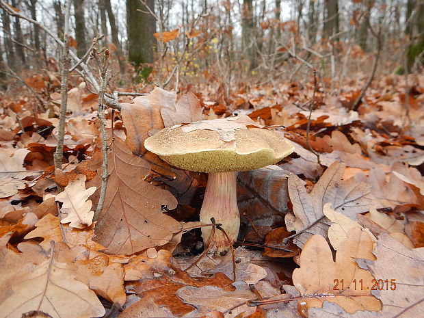 suchohríbnik zamatový Xerocomellus pruinatus (Fr. & Hök) Šutara