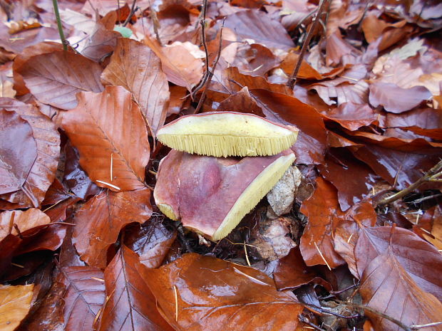 suchohríb zamatový Xerocomellus pruinatus (Fr.) Šutara