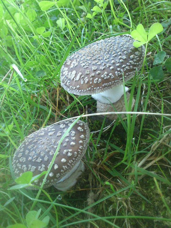 muchotrávka hrubá Amanita excelsa (Fr.) Bertill.