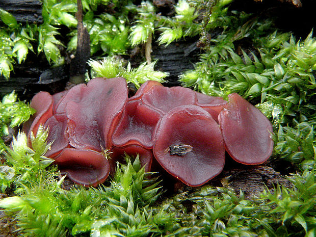 vrtidlovka Ascocoryne sp.