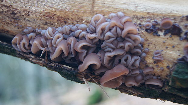 uchovec bazový Auricularia auricula-judae (Bull.) Quél.