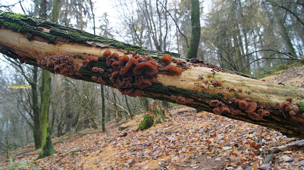 uchovec bazový Auricularia auricula-judae (Bull.) Quél.