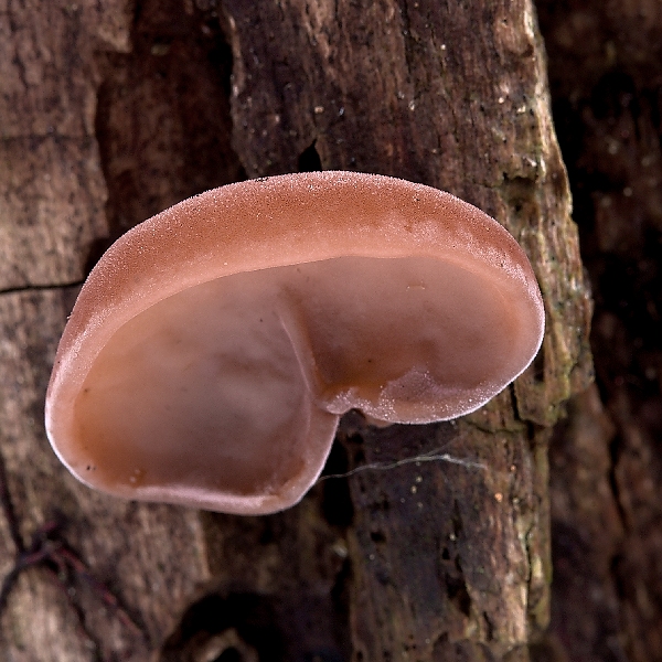 uchovec bazový Auricularia auricula-judae (Bull.) Quél.