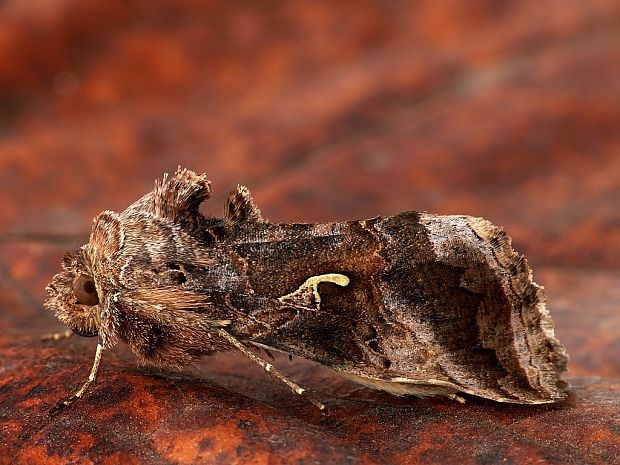 mora gama (sk) / kovolesklec gama (cz) Autographa gamma Linnaeus, 1758