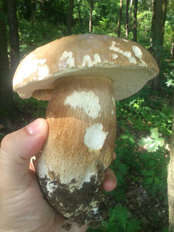 hríb dubový Boletus reticulatus Schaeff.