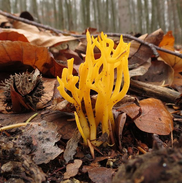 parôžkovec lepkavý Calocera viscosa (Pers.) Fr.