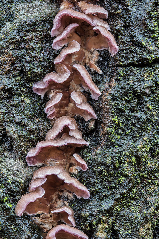 pevníkovec purpurový Chondrostereum purpureum (Pers.) Pouzar