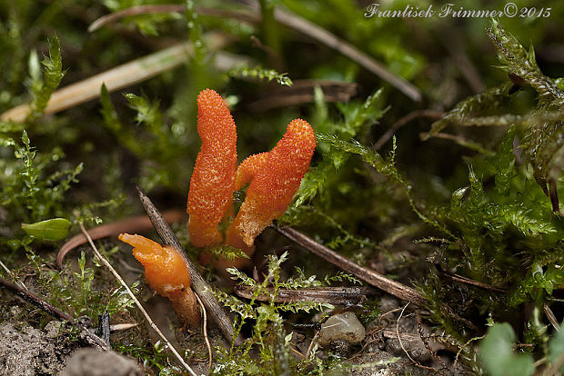 žezlovka hmyzová Cordyceps militaris (Fr.) Link