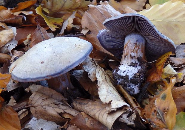 pavučinovec Cortinarius sp.