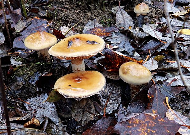 pavučinovec mazľavý Cortinarius trivialis J.E. Lange