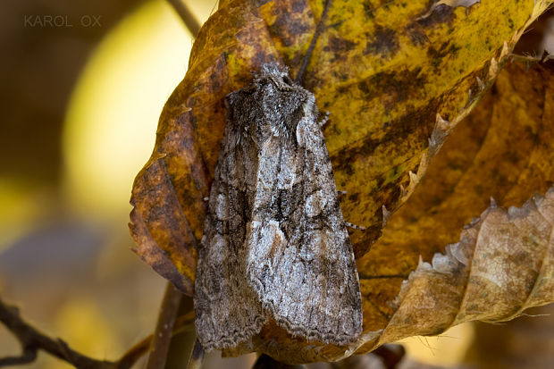 mora zbiehavá Dichonia convergens