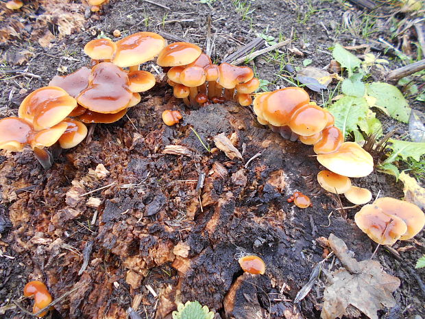 plamienka Flammulina sp.